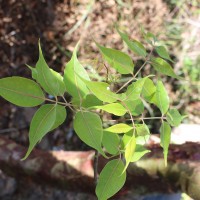 Commiphora caudata (Wight & Arn.) Engl.